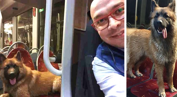 A bus driver picks up a very nice lost dog and helps him find his family