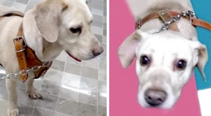 De eigenaar heeft terminale kanker, dus besluit hij een nieuwe familie te zoeken voor zijn 4-jarige hond