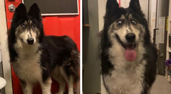 Uppfödaren gjorde sig av med den här hunden på grund av hennes lustiga utseende, men nu har bilderna på henne blivit virala