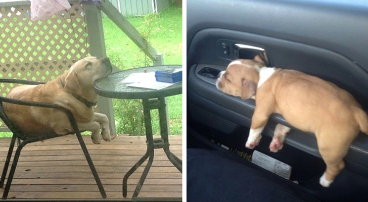 17 hilarische foto's van honden die in slaap zijn gevallen in de meest absurde situaties en posities