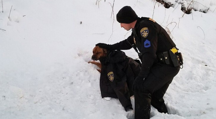 A policeman assists a dog that had just been hit by a car and uses his jacket to keep it warm