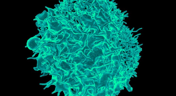 Una ricerca scientifica ha scoperto che alcune cellule T potrebbero 
