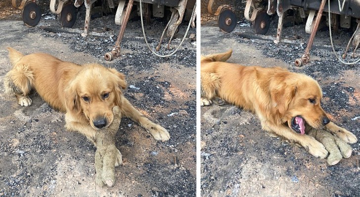 Deze hond heeft zijn favoriete knuffeldier gevonden tussen het puin van het huis dat verwoest werd door de Australische branden