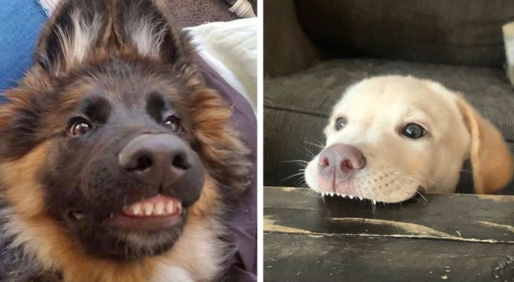 24 foto divertenti di cani che con i loro "sorrisi" hanno strappato una risata ai loro padroni
