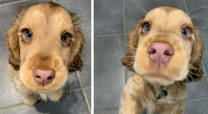 Den här underbara cocker spaniel valpen har ögon som är så vackra att hon påminner om en Disney prinsessa