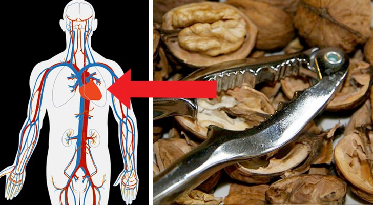 Las nueces: ricas de antioxidantes y omega 3, previenen las enfermedades cardiovasculares y mejoran la concentración