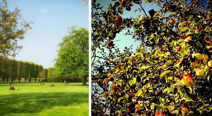 In Kopenhagen werden Obstbäume auf den Straßen gepflanzt: eine nützliche Initiative