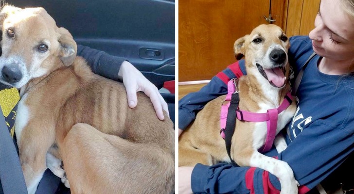 This dog is finally saved by a generous woman after having lived on the street for years