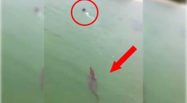 This tourist chased by a massive crocodile will keep you on the edge of your chair !