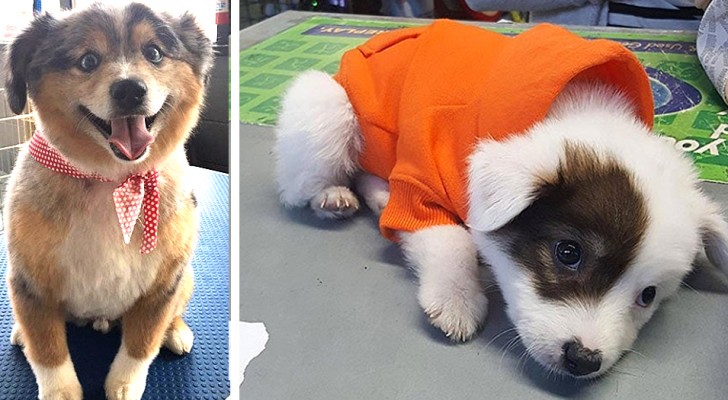 18 adorabili foto di pastori australiani: cani intelligenti, affettuosi e capaci di "sorridere"