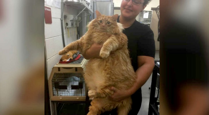 Este refúgio para animais hospedou por uma semana um gato de 36 kg chamado "Rei Augusto"