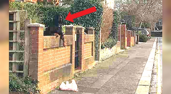 Esta mujer ha bajado del auto para ayudar a un perro al que se le había caído un peluche más allá del paredón de la casa