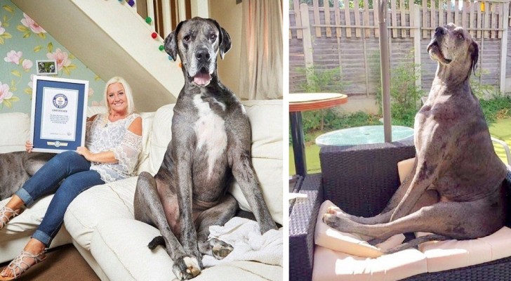 Freddie ist die größte Deutsche Dogge der Welt: Mit seiner Höhe von 2,5 Metern trat er in das Guinness-Buch der Rekorde ein