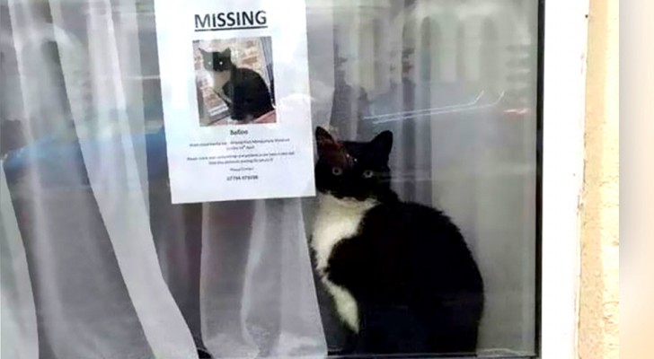Eine verlorene Katze wird direkt neben dem Flugblatt gefunden, das ihr Verschwinden ankündigt