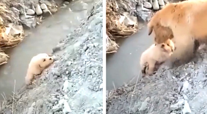 De tedere beelden van een moeder Golden Retriever die haar puppy redt die op het punt staat in een greppel te vallen