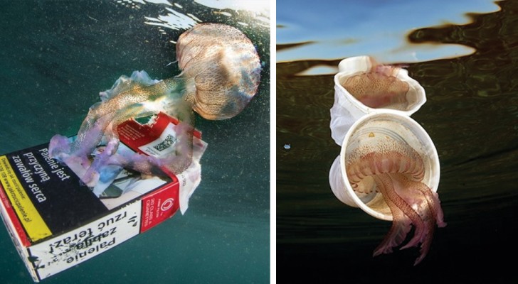 Un sub italiano fotografa le meduse insieme alla spazzatura: le foto mostrano la sporcizia dei nostri mari