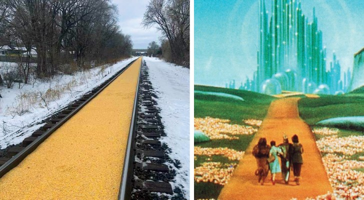Un train de marchandises perd sa cargaison de maïs le long de la voie ferrée : la scène rappelle "Le Magicien d'Oz"