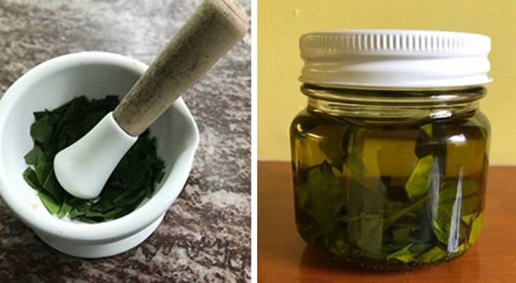 Homemade bay leaf oil is a concentrate of vitamins and goodness that can be used to flavor any dish