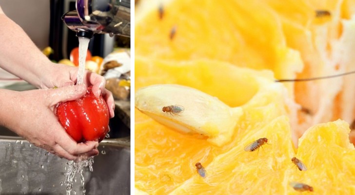 5 trucchi semplici e utili per liberarsi dei moscerini della frutta