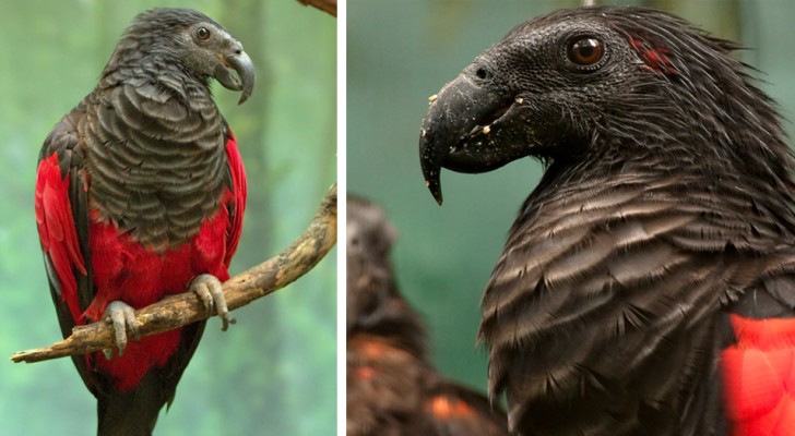 Ze noemen hem de "Dracula" Papegaai, maar zijn uiterlijk mag niet bedriegen: deze vogel eet alleen zaden en fruit