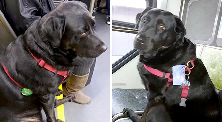Eclipse is a famous dog that takes the bus every day alone to go for a walk in her favorite park