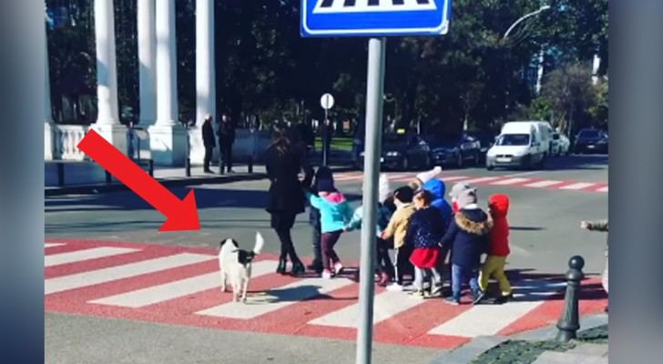 De hond stopt het verkeer zodat schoolkinderen de straat kunnen oversteken op de voetgangersoversteekplaatsen