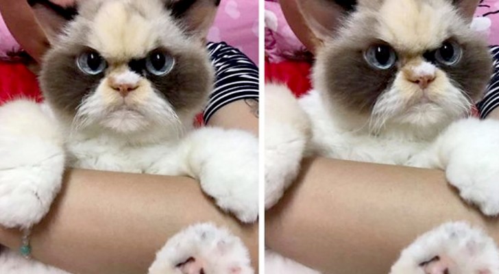 Questo simpatico gatto imbronciato vive in Taiwan e sembra l'erede perfetto del famoso "Grumpy Cat"