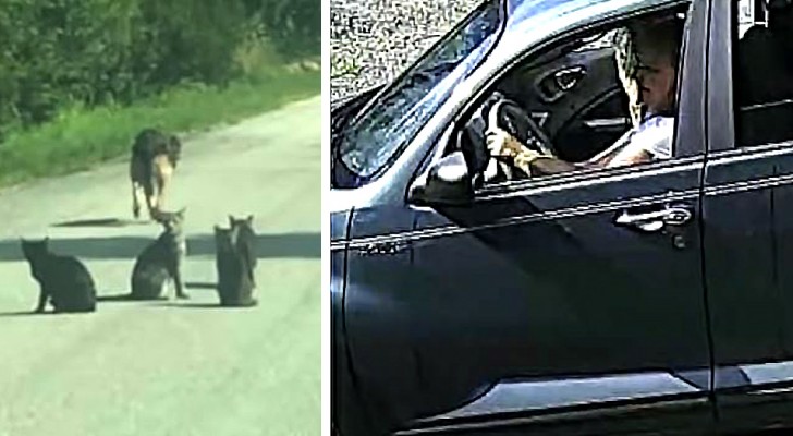 This woman is captured on a surveillance camera while abandoning 10 cats and a dog by the roadside