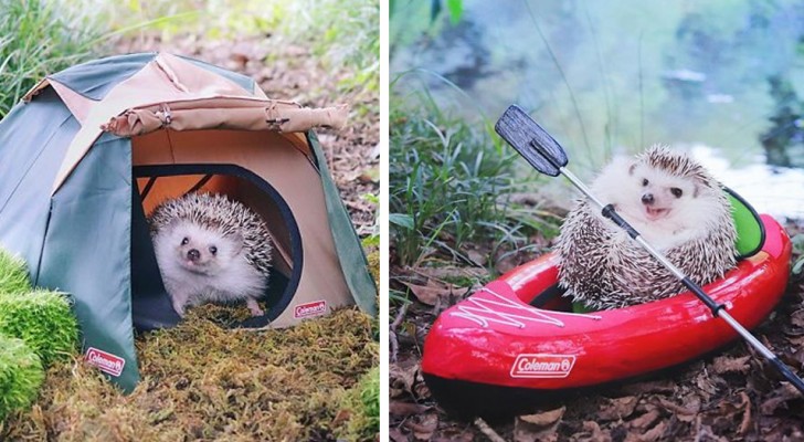 De mooie foto's van deze egel op de camping maakten van hem een beroemdheid op het web