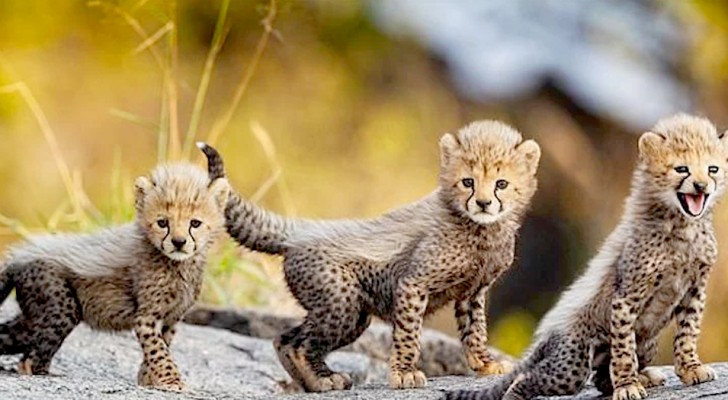 Questa adorabile cucciolata di ghepardi dà nuova speranza alla sopravvivenza della specie seriamente minacciata