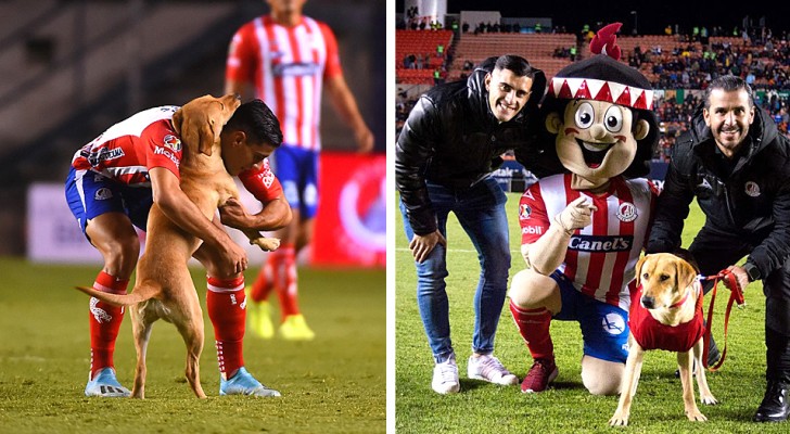 Den här herrelösa hunden kom in på planen under matchen och nu är hon det mexikanska lagets maskot