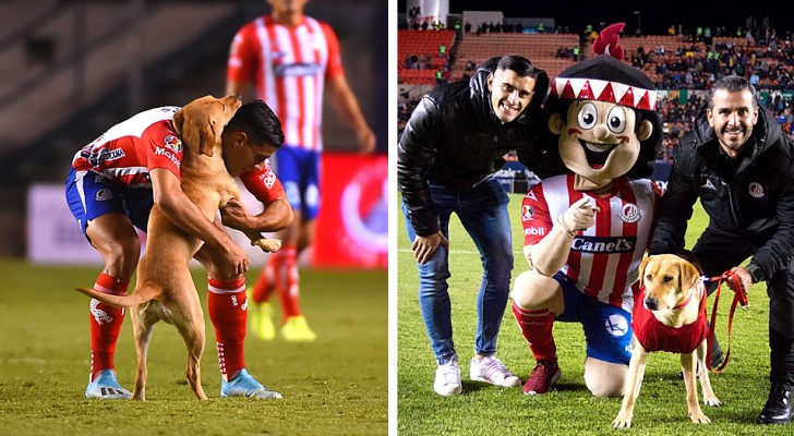 Cette petite chienne errante est entrée sur le terrain pendant le match : elle est maintenant la mascotte d'une équipe mexicaine