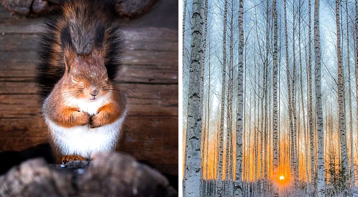 Les photos de cet homme talentueux montrent toute la magie des forêts finlandaises