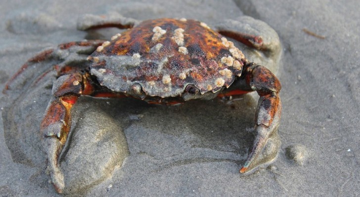 De Stille Oceaan is zo zuur geworden dat het schild van krabben begint te smelten