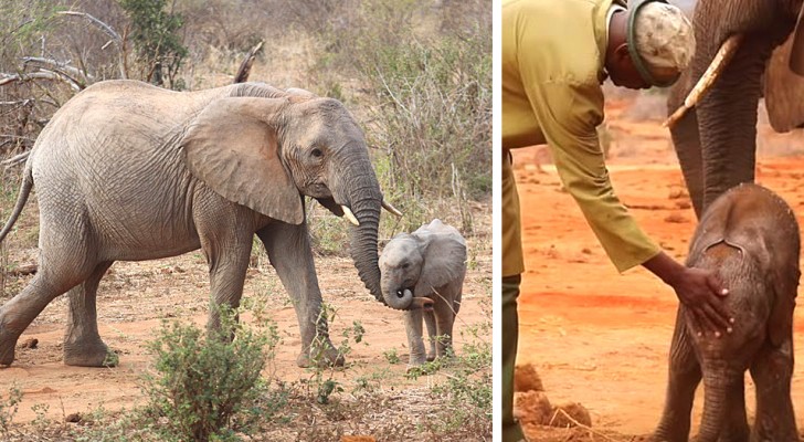 This elephant mom returned to the shelter to present her calf to the volunteers who rescued her