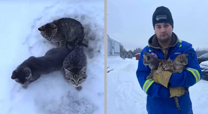 Cet homme a sauvé 3 chatons coincés dans la glace, abandonnés sur le bord de la route