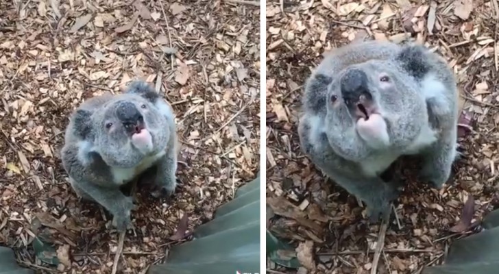 Het grommen van een koala is een geluid met onverwacht lage frequenties: de wetenschap verklaart de oorsprong ervan