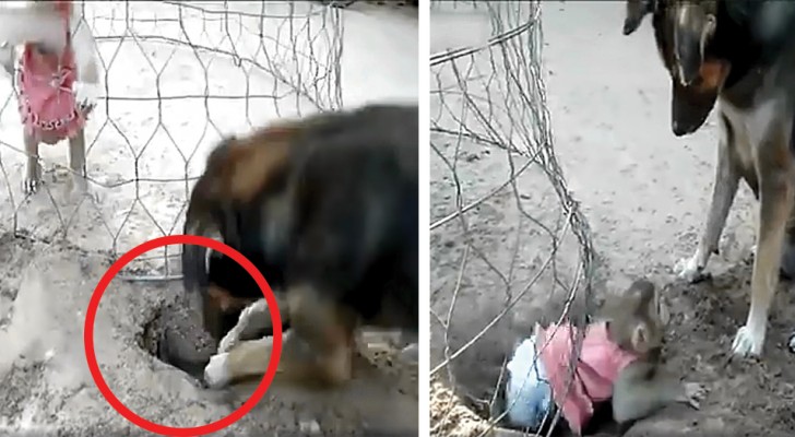A dog digs a hole to free a little monkey kept in a wire cage and after a lot of effort he manages to free it