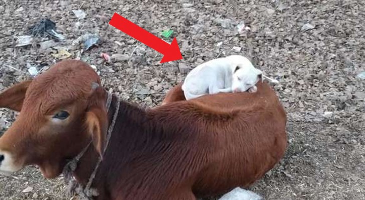 De ongewone scène van een hond die een dutje doet, opgerold op de rug van een koe