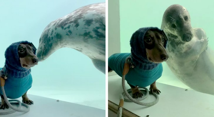 Het baasje van deze teckel heeft de onwaarschijnlijke ontmoeting tussen haar hond een vriendelijke zeehond vereeuwigd