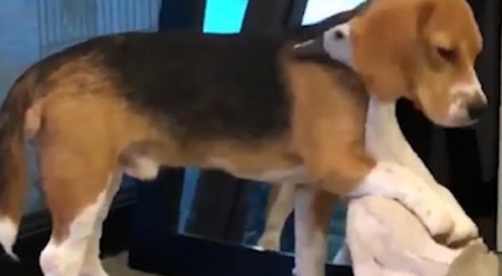 En beagle och en gås filmades medan de kramade om varandra på ett rörande sätt