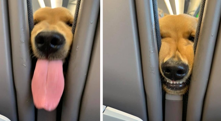 Questo cucciolo si stava annoiando durante un lungo volo, finché non ha sentito il suono di un pacchetto di patatine