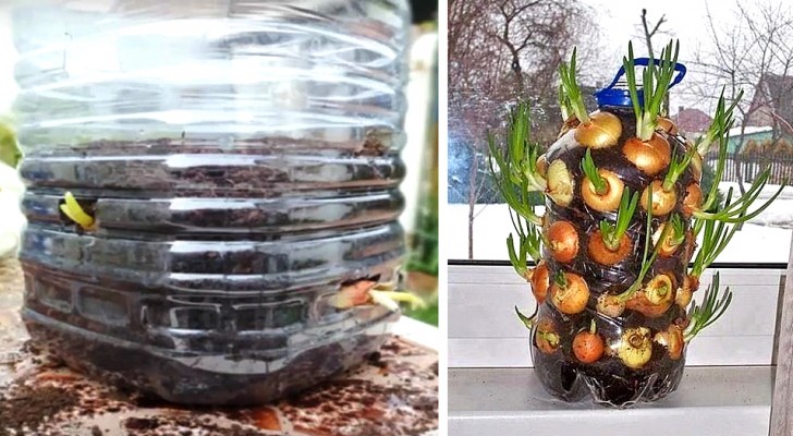 Il trucco efficace e a costo zero per coltivare cipolle direttamente in casa senza occupare troppo spazio