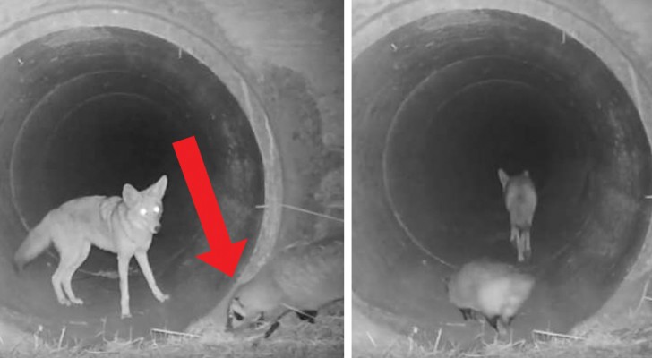 Un coyote aspetta il suo amico tasso prima di attraversare un tunnel: l'interazione viene ripresa dalle telecamere
