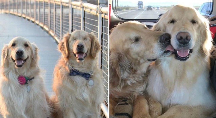 Un cane guida per cani: questo Golden Retriever cieco ora si fa guidare dal suo migliore amico a quattro zampe