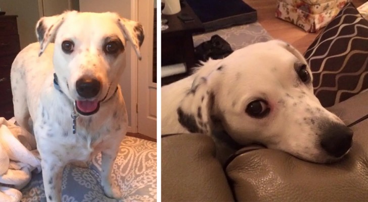 Her owner abandoned her because she is too "clingy" but now this dog has found a new family