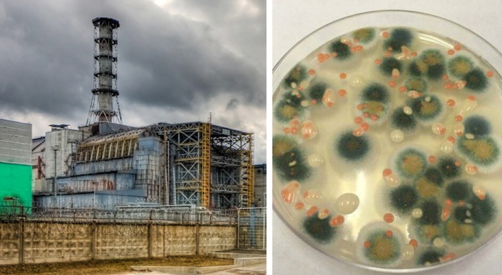 Tchernobyl : dans le réacteur nucléaire se développe un champignon qui résiste aux radiations et semble s'en 