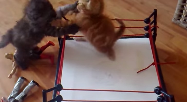 WWE smackdown...kittens!