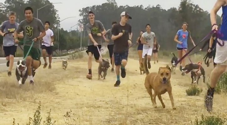 I ragazzi di questa squadra di atletica portano i cani di un rifugio a correre con loro durante gli allenamenti