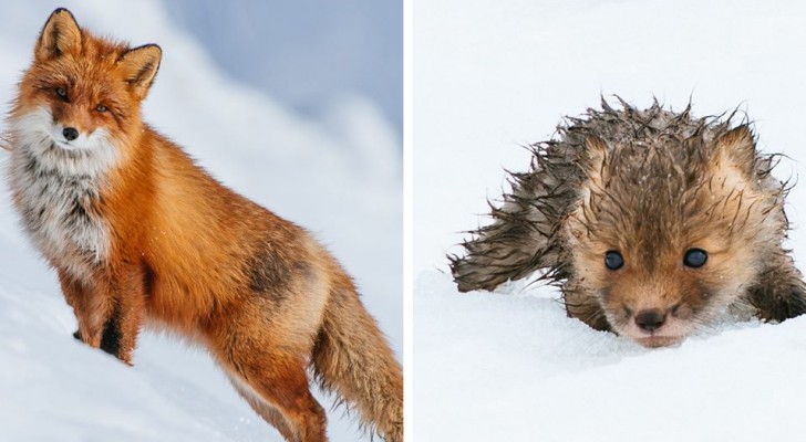 Durante le pause dal suo lavoro, questo ragazzo scatta delle meravigliose foto alle volpi rosse che vivono nella tundra